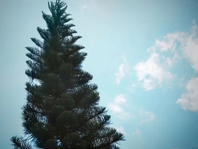 Охрана хвойных деревьев усилена в Костанайской области